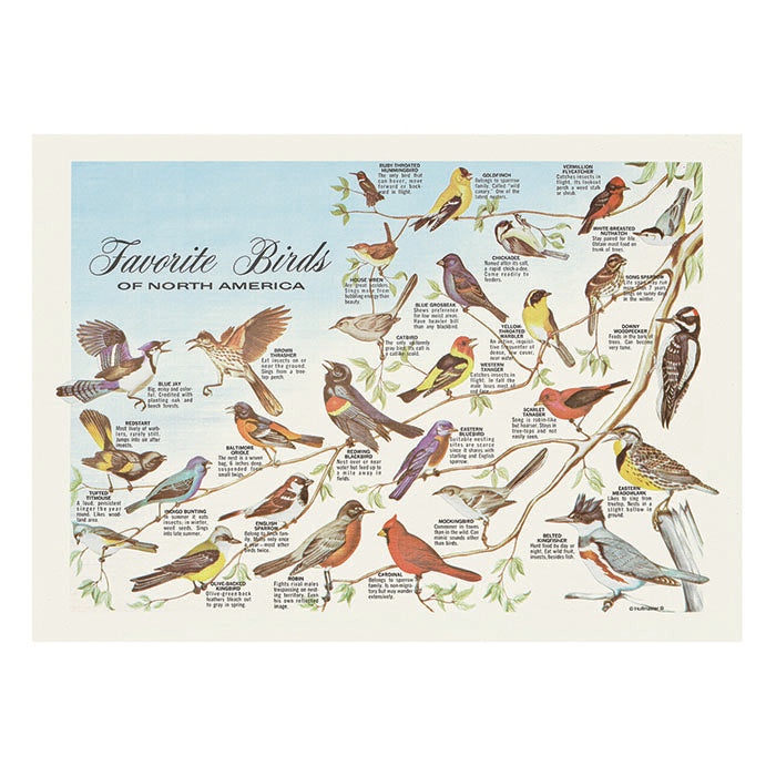 Dollar-wise Favorite Birds Placemat 1,000 ct