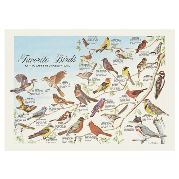 Dollar-wise Favorite Birds Placemat 1,000 ct